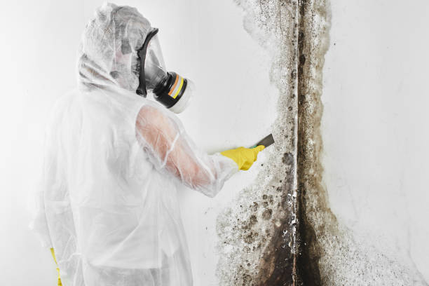 Reliable Rib Mountain, WI Mold Remediation Solutions