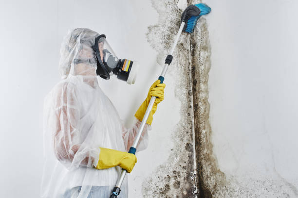 Best Black Mold Remediation in Rib Mountain, WI
