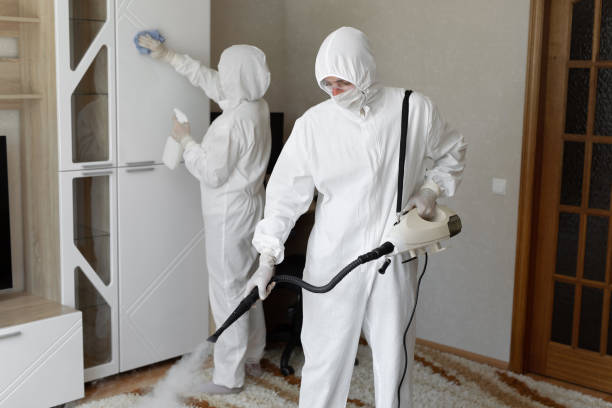 Best White Mold Remediation in Rib Mountain, WI