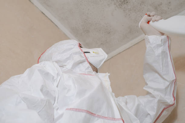 Best Insurance-Related Mold Remediation in Rib Mountain, WI