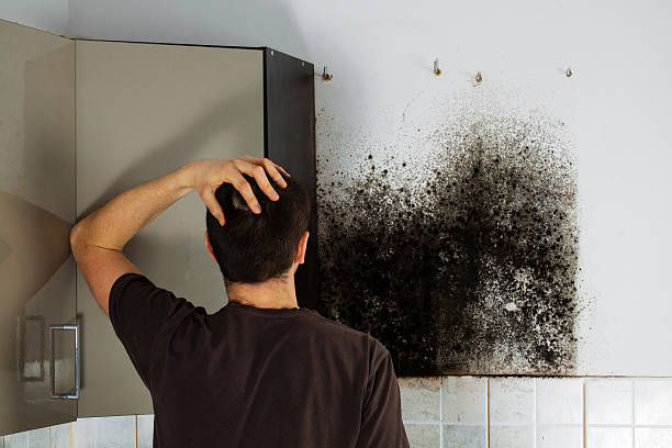 Best DIY Mold Remediation Support Services in Rib Mountain, WI