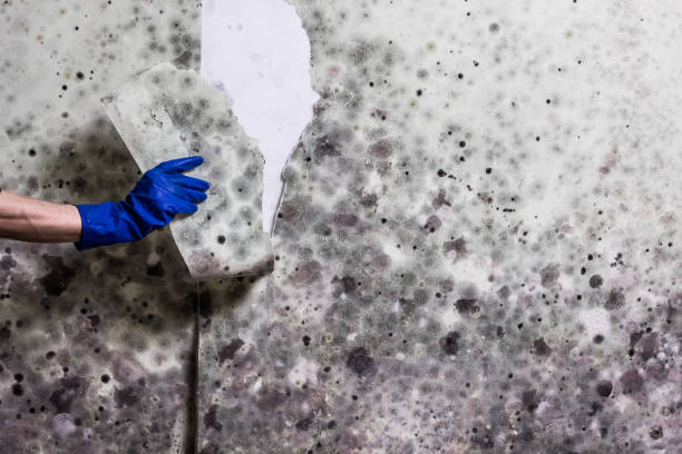 Best Localized Mold Remediation (e.g., coastal areas, humid climates) in Rib Mountain, WI