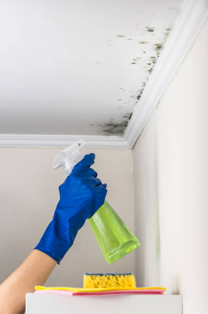 Best Post-Flood Mold Remediation in Rib Mountain, WI